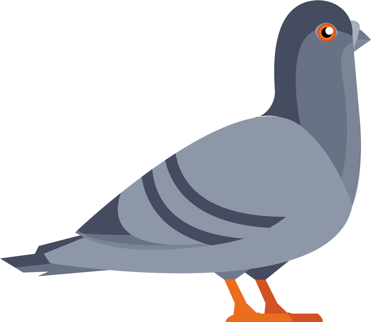 pigeon